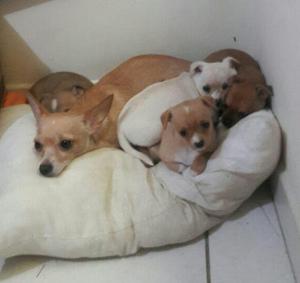 CHIHUAHUA BEBES LINDOS TOY