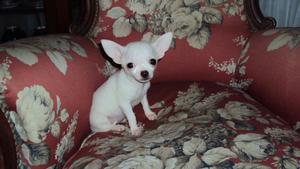 Cachorra Chihuahua Disponible con Papele