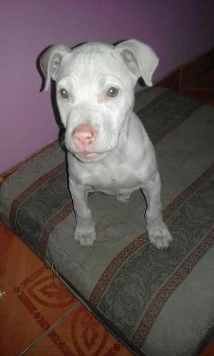 Cachorro Pitbull