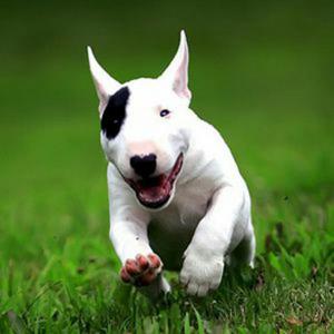 Deseo a Doptar Bull Terrier