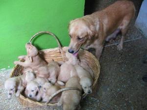 GOLDEN RETRIEVER DE RAZA