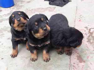 ROTTWEILER FINOS CACHORROS