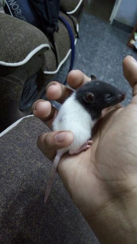 Rata De Laboratorio Bicolor Mascota