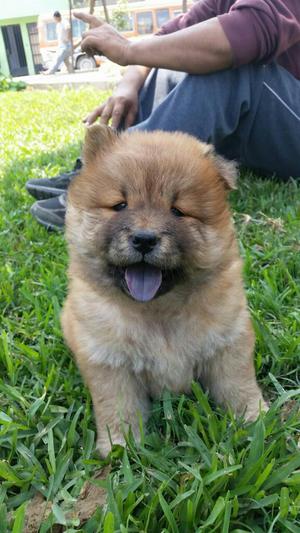 Vendo Cachorro Chow Chow