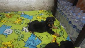 Vendo Rott Weiler