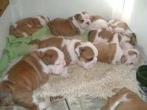 hermosos bulldog ingles de mes y medio de nacidos padres