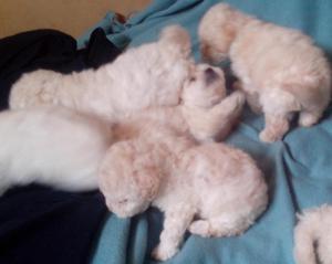 CACHORROS POODLE