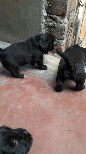 Cachorritos Chitzu Negritos