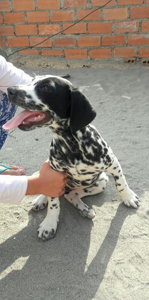 Cachorro Dalmata Hembra