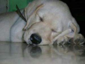 Cachorro Labrador 3 Meses Vacunas