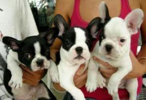 Cachorros Bulldog Frances