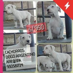 Cachorros Dogo argentino