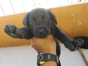 Cachorros Labrador