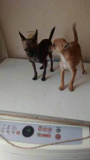 Chihuahuas