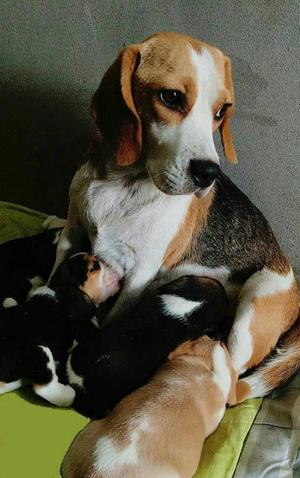 Hermoso Cachoro Beagle