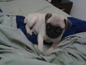 Pug Carlino