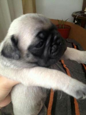 Pug Carlino