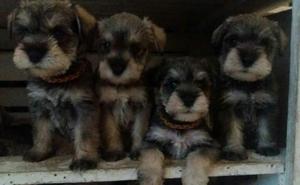 Schnauzers Cachorros