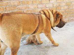 Shar Pei