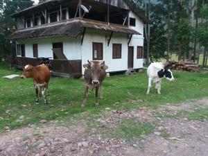 Vacas Holsthen