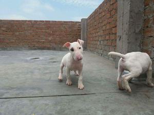 Vendo Bullterrier 45 Dias