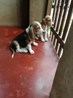 Vendo Cachorro Beagle Tricolor