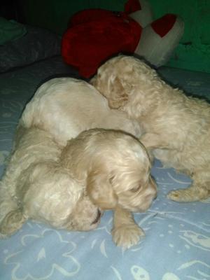 Vendo perritos poodle