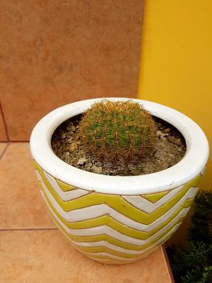 Cactus con Macetero