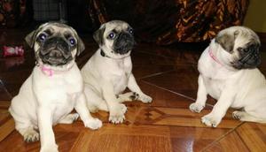 3Pug Carlino de 2 Meses