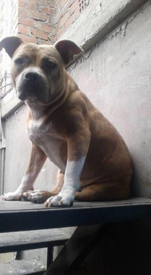 AMERICAN BULLY EN VENTA