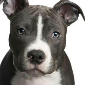 Adopto Pitbull O Bull Terrier