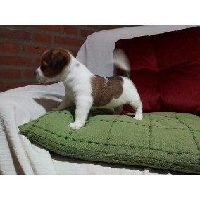 BELLOS CACHOROS JACK RUSSELL TERRIER TRICOLORES