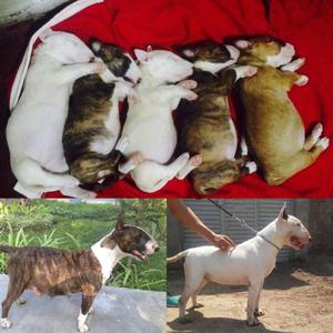 Bull Terrier / 1 mes y una semana