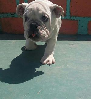 Bulldog Ingles