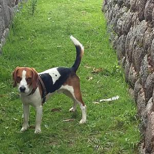 Busco hembra para beagle macho Cusco