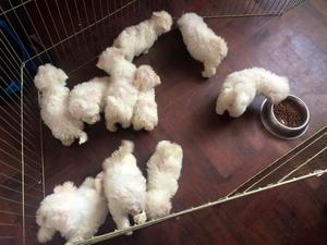 CACHORROS BICHONES FRISE