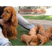 COCKER CACHORRO DE RAZA