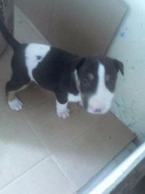 Cachorra Bull Terrier