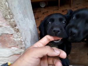 Cachorra Labrador Hembra