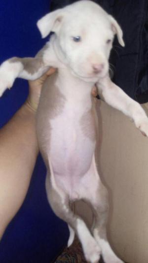 Cachorra Pitbull Silverfawn