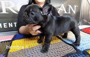 Cachorrita Color Negro Bulldog Frances