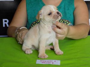 Cachorritos Bulldog Frances Vacunado Y D