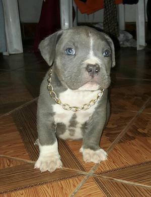 Cachorro American Bully Disponible