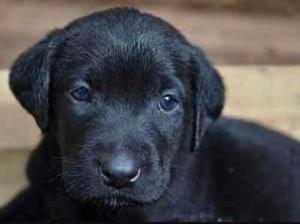 Cachorro Labrador Negro