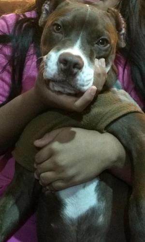 Cachorro Pitbull de 6 Meses Y Medio