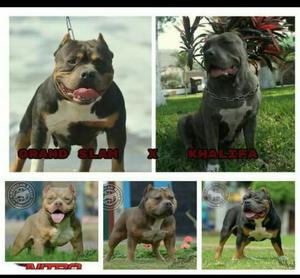 Cachorros American Bully