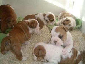 Cachorros Bulldog Ingles Gorditos