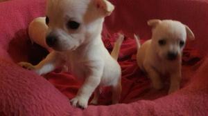 Cachorros Chihuahuas Blancos Toy Bellos