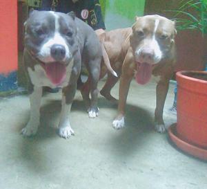 Cachorros Pitbulls!