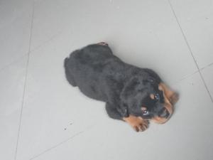 Cachorros Rottweiler